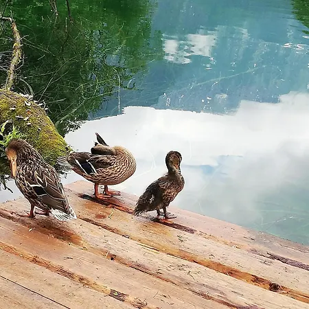 Ferienlounge Bluntausee Apartman *