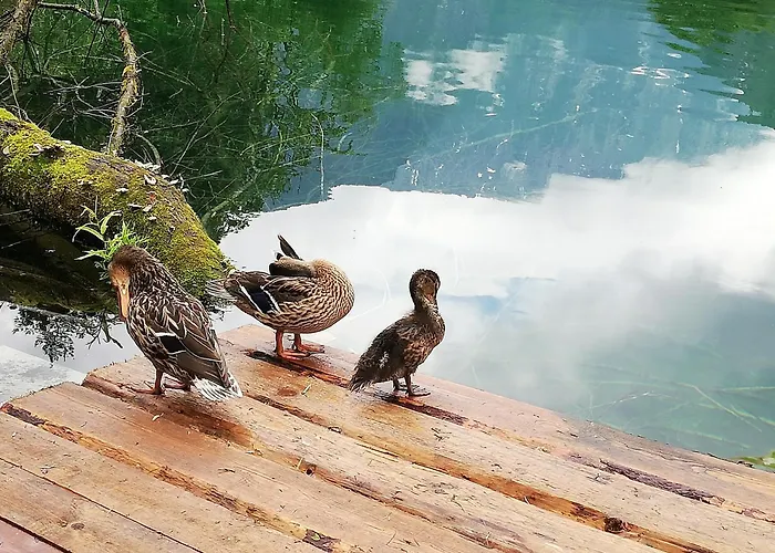 Ferienlounge Bluntausee Lejlighed *